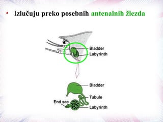 Izlučuju preko posebnih antenalnih žlezda
 