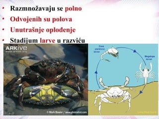 Razmnožavaju se polno
Odvojenih su polova
Unutrašnje oplođenje
Stadijum larve u razviću
 