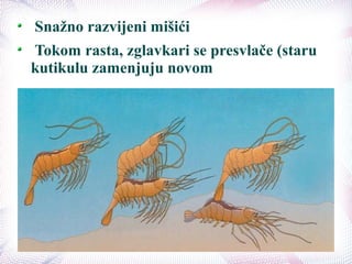 Snažno razvijeni mišići
Tokom rasta, zglavkari se presvlače (staru
kutikulu zamenjuju novom
 