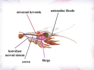 antenalne žlezdeotvoreni krvotok
lestvičast
nervni sistem
crevo škrge
 