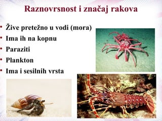 Raznovrsnost i značaj rakova

Žive pretežno u vodi (mora)

Ima ih na kopnu

Paraziti

Plankton

Ima i sesilnih vrsta
 