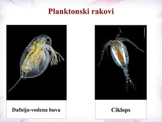 Planktonski rakovi
Dafnija-vodena buva Ciklops
 