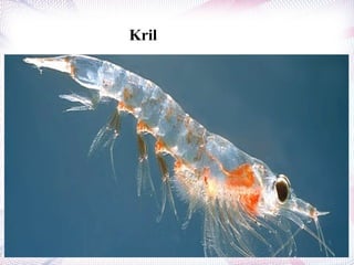 Kril
 