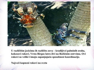 U različitim jezicima ih različito zovu – kradljivci palminih oraha,
kokosovi rakovi. Vrsta Birgus latro živi na Božićnim ostrvima. Ovi
rakovi su veliki i imaju zapanjujuću sposobnost koordinacije.
Najveći kopneni rakovi na svetu
 