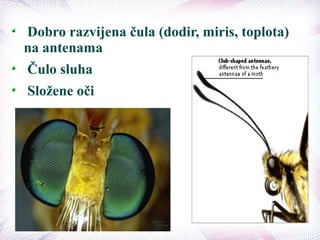 Dobro razvijena čula (dodir, miris, toplota)
na antenama
Čulo sluha
Složene oči
 