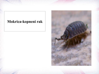 Mokrica-kopneni rak
 
