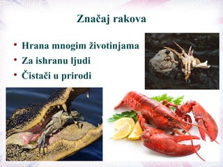 Značaj rakova

Hrana mnogim životinjama

Za ishranu ljudi

Čistači u prirodi
 
