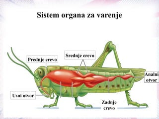 Sistem organa za varenje
Analni
otvor
Usni otvor
Prednje crevo
Srednje crevo
Zadnje
crevo
 