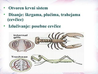 Otvoren krvni sistem
Disanje: škrgama, plućima, trahejama
(cevčice)
Izlučivanje: posebne cevčice
 