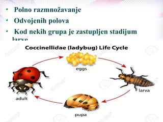 Polno razmnožavanje
Odvojenih polova
Kod nekih grupa je zastupljen stadijum
larve
 