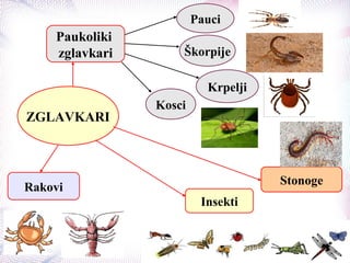ZGLAVKARI
Paukoliki
zglavkari
Pauci
Škorpije
Krpelji
Kosci
Rakovi
Stonoge
Insekti
 
