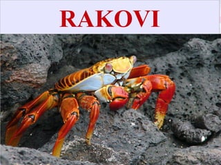 RAKOVI
 