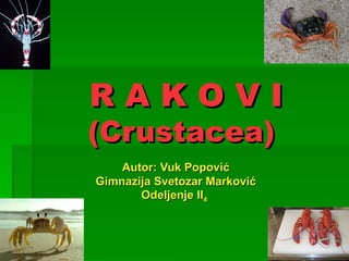 RAKOVI
(Crustacea)
    Autor: Vuk Popović
Gimnazija Svetozar Marković
       Odeljenje II4
 