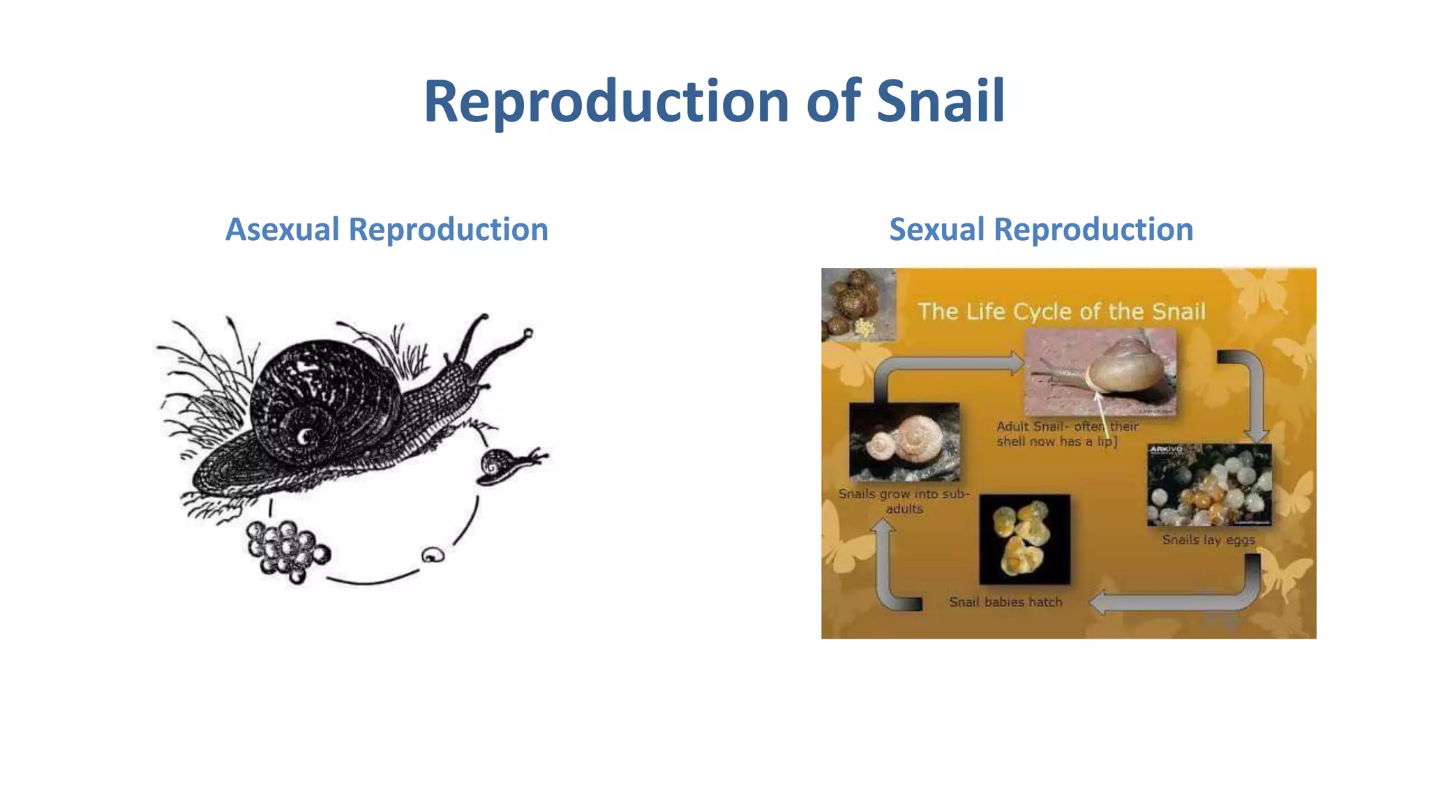 echinodermata and mollusca | PPTX
