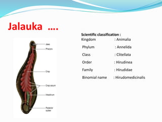 Jalauka ….
Scientific classification :
Kingdom : Animalia
Phylum : Annelida
Class : Clitellata
Order : Hirudinea
Family : Hirudidae
Binomial name : Hirudomedicinalis
 
