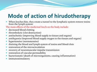 Mode of action of hirudotherapy
 When leeches bite, they create a tunnel to the lymphatic system remove toxins
from the lymph system.
The main effects of the medicinal leech on the body include:
 decreased blood clotting
 thrombolytic (clot destruction)
 antiischemic (improving blood supply to tissues and organs)
 antihypoxia (improved blood supply oxygen to the tissues and organs)
 hypertensive (normotensive)
 draining the blood and lymph system of toxins and blood clots
 restoration of the microcirculation
 recovery of neuromuscular impulse transmission
 restoration of vascular permeability
 bacteriostatic (death of microorganisms, causing inflammation)
 immunostimulatory
 