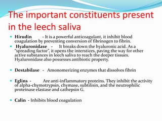 The important constituents present
in the leech saliva
 Hirudin - It is a powerful anticoagulant, it inhibit blood
coagulation by preventing conversion of fibrinogen to fibrin.
 Hyaluronidase - It breaks down the hyaluronic acid. As a
“spreading factor”, it opens the interstices, paving the way for other
active substances in leech saliva to reach the deeper tissues.
Hyaluronidase also possesses antibiotic property.
 Destabilase - Amonomerizing enzymes that dissolves fibrin
 Eglins - Are anti-inflammatory proteins. They inhibit the activity
of alpha-chymotrypsin, chymase, subtilisin, and the neutrophilic
proteinase elastase and cathepsin G.
 Calin - Inhibits blood coagulation
 
