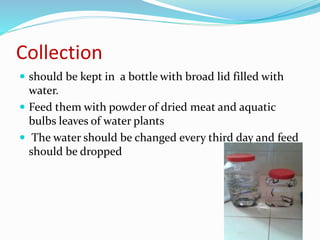 Collection
 should be kept in a bottle with broad lid filled with
water.
 Feed them with powder of dried meat and aquatic
bulbs leaves of water plants
 The water should be changed every third day and feed
should be dropped
 