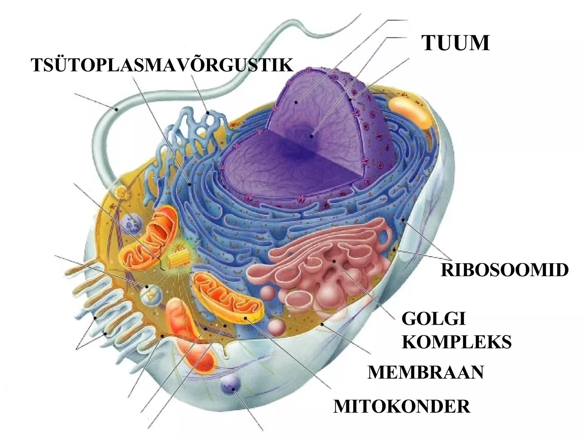 TUUM TSÜTOPLASMAVÕRGUSTIK GOLGI KOMPLEKS RIBOSOOMID MITOKONDER MEMBRAAN 