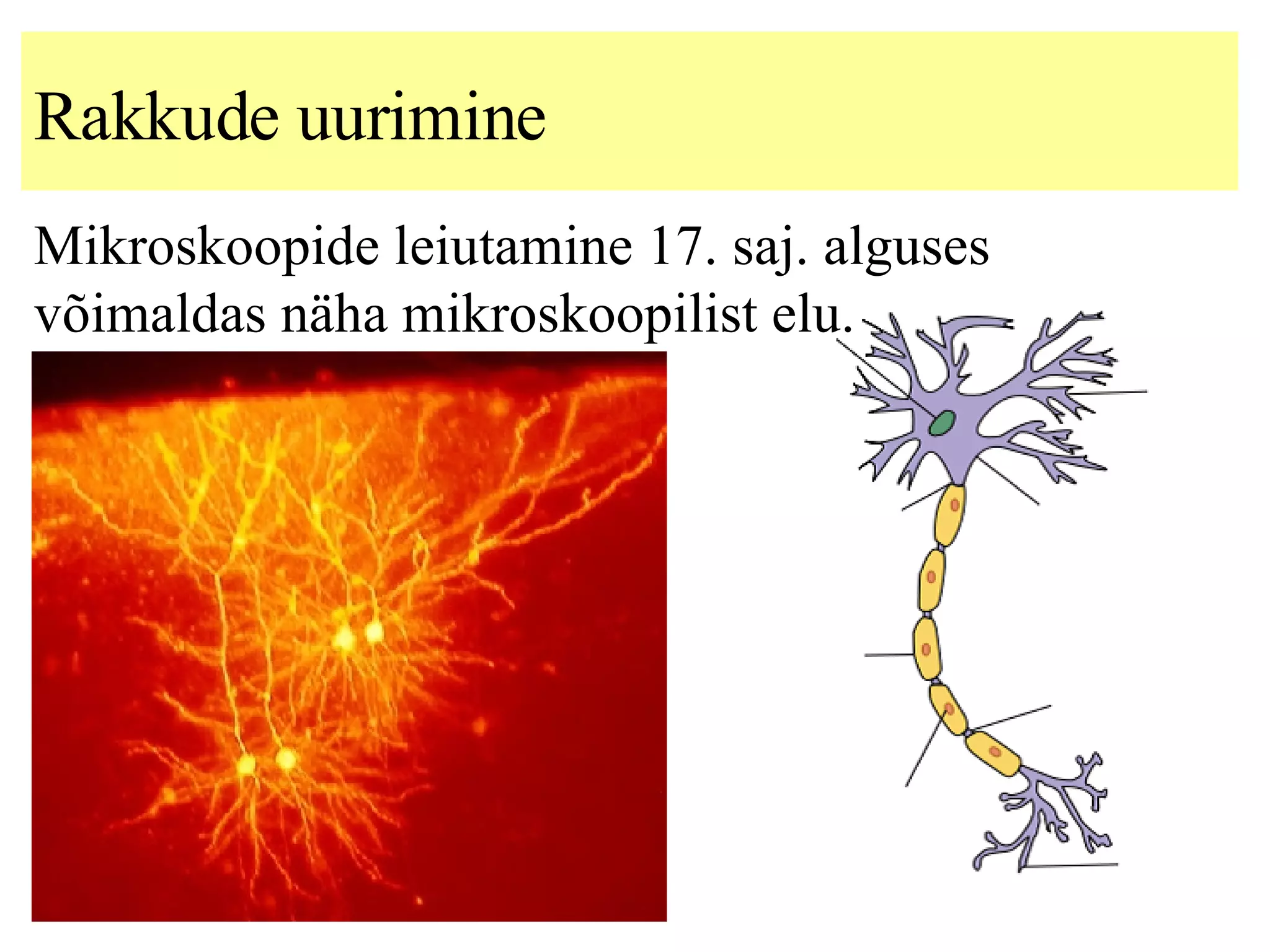 Rakkude uurimine Mikroskoopide leiutamine 17. saj. alguses võimaldas  näha  mikroskoopilis t  elu. 