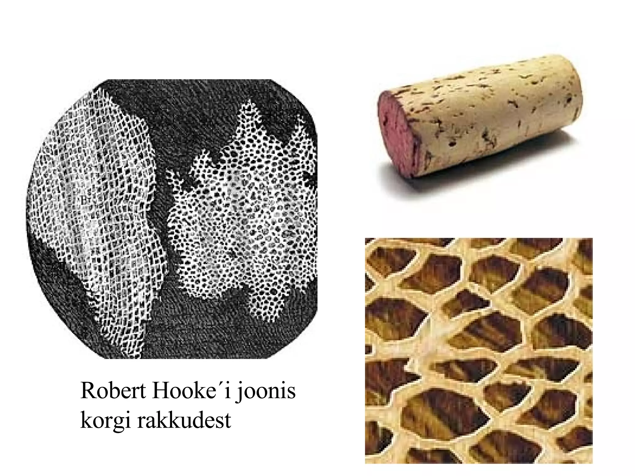 Robert Hooke´i joonis korgi rakkudest 