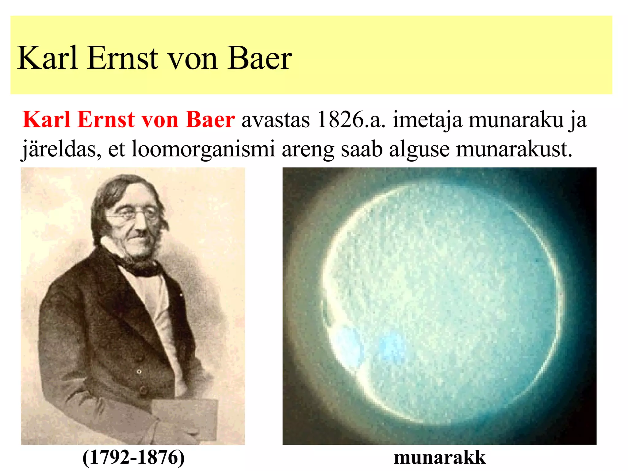 Karl Ernst von Baer Karl Ernst von Baer  avastas 1826.a. imetaja munaraku ja järeldas, et loomorganismi areng saab alguse munarakust. (1792-1876) munarakk 