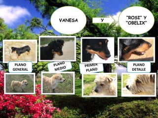 VANESA

PLANO
GENERAL

Y

“ROSI” Y
“OBELIX”

PLANO
DETALLE

 