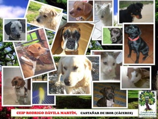 CEIP RODRIGO DÁVILA MARTÍN,

CASTAÑAR DE IBOR (CÁCERES)

 