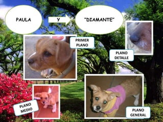 PAULA

Y

“DIAMANTE”

PRIMER
PLANO
PLANO
DETALLE

PLANO
GENERAL

 