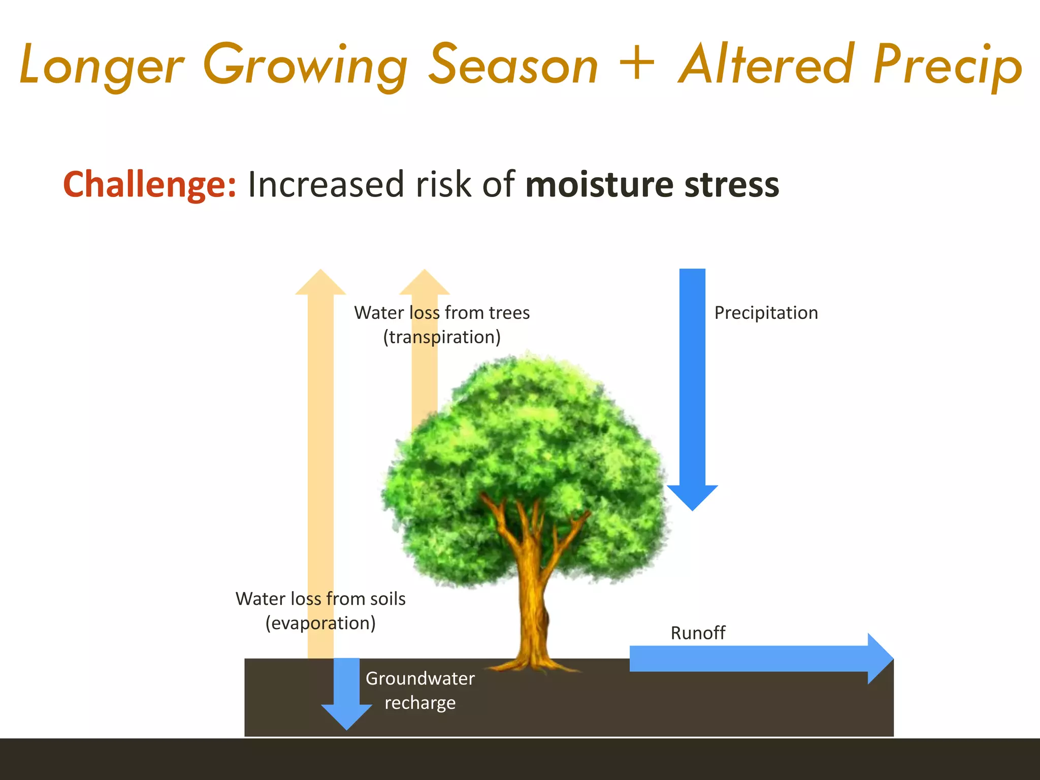 Longer Growing Season + Altered Precip
Challenge: Increased risk of moisture stress
Water loss from soils
(evaporation)
Water loss from trees
(transpiration)
Groundwater
recharge
Runoff
Precipitation
 