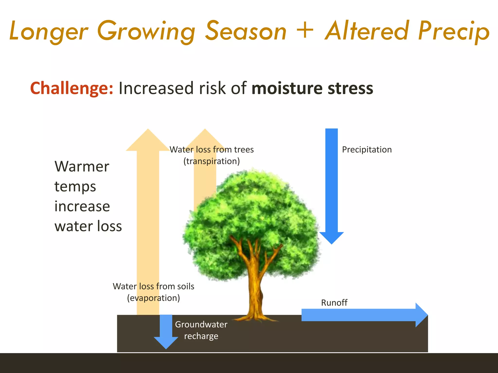 Longer Growing Season + Altered Precip
Challenge: Increased risk of moisture stress
Water loss from soils
(evaporation)
Water loss from trees
(transpiration)
Groundwater
recharge
Runoff
Precipitation
Warmer
temps
increase
water loss
 