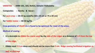 VARIETIES : DHM-101, 103, Rohini, Ashwini Trishulatha
Composites : Harsha & Varun :
For pure crop --- 20-25 kg seed/ha [60 x 25 cm or 75 x 20 cm]
For fodder maize --- 40-50 kg/ha
Crop geometry of 45x20 cm is found to be optimum for most of the areas.
Method of sowing :
• It is desirable to dibble the maize seed by the side of the ridges at a distance of 1/3 from the top
of the ridge.
• Dibble seed 2-3 cm deep and should not be more than 5 cm. Ridge sowing facilitated irrigation as
well as drainage
 