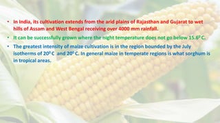 maize crop production | PPTX