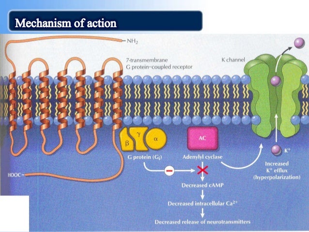 morphine mechanism of action