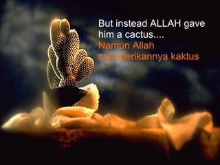 But instead ALLAH gave him a cactus.... Namun Allah memberikannya kaktus 
