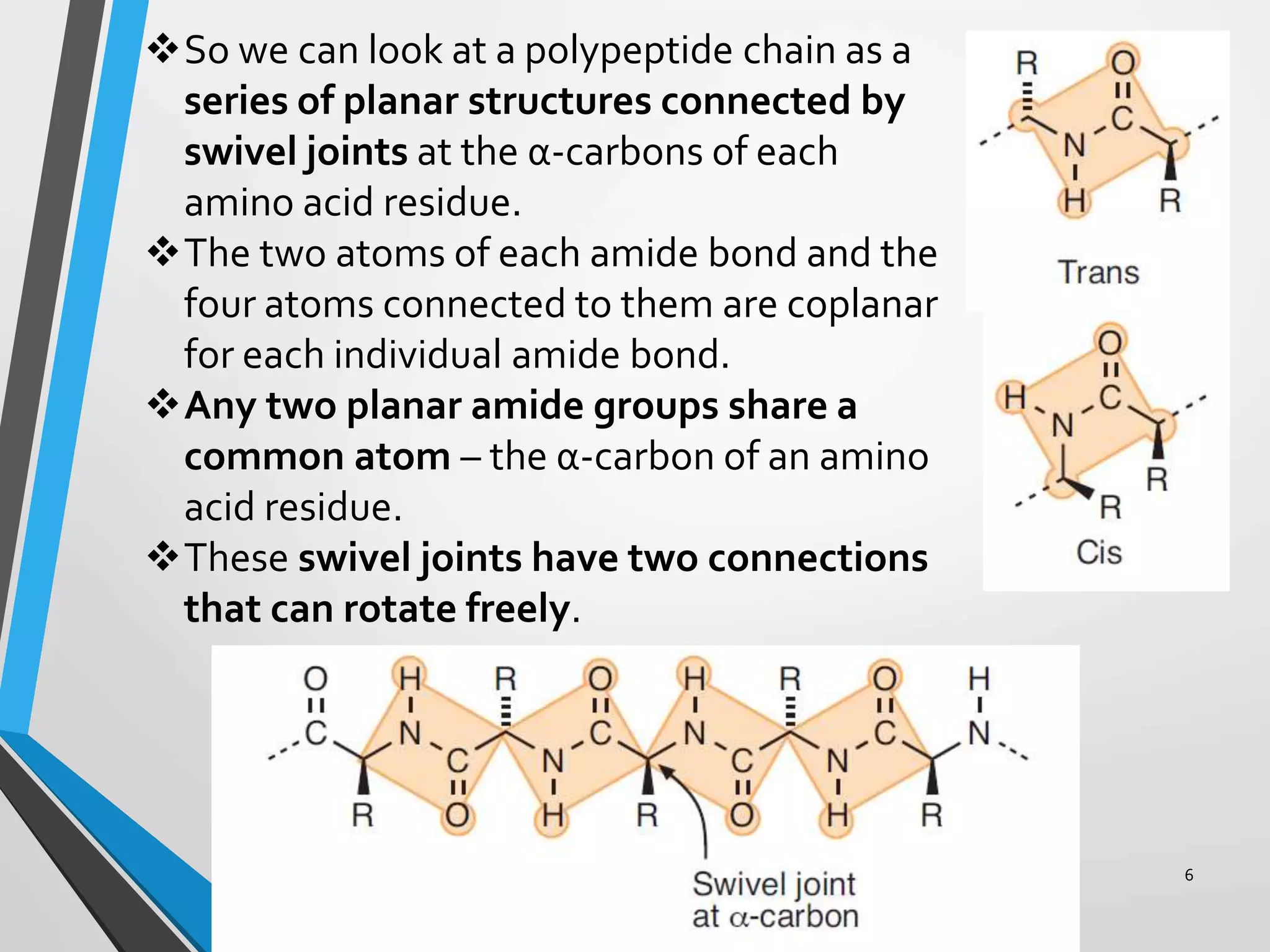 So we can look at a polypeptide chain as a
series of planar structures connected by
swivel joints at the α-carbons of each
amino acid residue.
The two atoms of each amide bond and the
four atoms connected to them are coplanar
for each individual amide bond.
Any two planar amide groups share a
common atom – the α-carbon of an amino
acid residue.
These swivel joints have two connections
that can rotate freely.
6
 