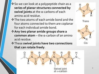 So we can look at a polypeptide chain as a
series of planar structures connected by
swivel joints at the α-carbons of each
amino acid residue.
The two atoms of each amide bond and the
four atoms connected to them are coplanar
for each individual amide bond.
Any two planar amide groups share a
common atom – the α-carbon of an amino
acid residue.
These swivel joints have two connections
that can rotate freely.
6
 