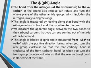 The φ (phi) Angle
The bond from the nitrogen (at the N-terminus) to the α-
carbon of the amino acid residue can rotate and turn the
whole plane of the other amide group, which includes the
nitrogen, in a 360-degree range.
This angle is measured by looking along that bond with the
nitrogen atom in front and the α-carbon to the rear.
We measure the apparent angle between the two bonds to
the carbonyl carbons that you can see coming out of the axis
of the NCα bond.
This angle is labeled φ (phi) and is measured from –180° to
+180° with the positive direction being when you turn the
rear group clockwise so that the rear carbonyl bond is
clockwise of the front carbonyl bond (or when you turn the
front group counterclockwise so that the rear carbonyl bond
is clockwise of the front.)
9
 