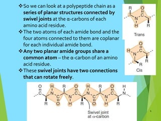 So we can look at a polypeptide chain as a
series of planar structures connected by
swivel joints at the α-carbons of each
amino acid residue.
The two atoms of each amide bond and the
four atoms connected to them are coplanar
for each individual amide bond.
Any two planar amide groups share a
common atom – the α-carbon of an amino
acid residue.
These swivel joints have two connections
that can rotate freely.
6
 