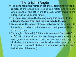 The φ (phi) Angle
9
The bond from the nitrogen (at the N-terminus) to the α-
carbon of the amino acid residue can rotate and turn the
whole plane of the other amide group, which includes the
nitrogen, in a 360-degree range.
This angle is measured by looking along that bond with the
nitrogen atom in front and the α-carbon to the rear.
We measure the apparent angle between the two bonds to
the carbonyl carbons that you can see coming out of the axis
of the NCα bond.
This angle is labeled φ (phi) and is measured from –180° to
+180° with the positive direction being when you turn the
rear group clockwise so that the rear carbonyl bond is
clockwise of the front carbonyl bond (or when you turn the
front group counterclockwise so that the rear carbonyl bond
is clockwise of the front.)
 