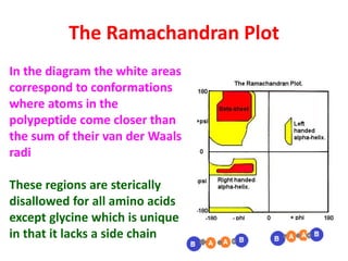 The Ramachandran Plot
In the diagram the white areas
correspond to conformations
where atoms in the
polypeptide come closer than
the sum of their van der Waals
radi
These regions are sterically
disallowed for all amino acids
except glycine which is unique
in that it lacks a side chain
 