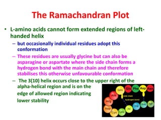 The Ramachandran Plot
• L-amino acids cannot form extended regions of left-
handed helix
– but occasionally individual residues adopt this
conformation
– These residues are usually glycine but can also be
asparagine or aspartate where the side chain forms a
hydrogen bond with the main chain and therefore
stabilises this otherwise unfavourable conformation
– The 3(10) helix occurs close to the upper right of the
alpha-helical region and is on the
edge of allowed region indicating
lower stability
 