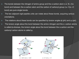  The bonds between the nitrogen of amino group and the α-carbon atom (i.e. N—Cα
bond) and between the α-carbon atom and the carbon of carbonyl group (i.e. Cα—C
bond) are pure single bonds.
 The two adjacent rigid peptide units can rotate about these bonds, acquiring various
orientations.
 The rotations about these bonds can be specified by torsion angles ɸ (phi) and ψ (psi).
 The torsion angle about the bond between the amino nitrogen and the α -carbon atoms
is called ɸ whereas, the torsion angle about the bond between the α-carbon and the
carbonyl carbon atoms is called ψ.
 