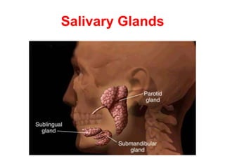 Salivary Glands
 
