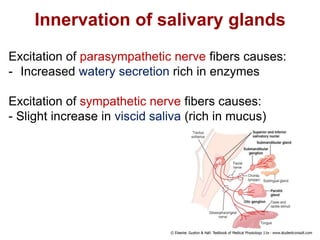 Innervation of salivary glands
Excitation of parasympathetic nerve fibers causes:
- Increased watery secretion rich in enzymes
Excitation of sympathetic nerve fibers causes:
- Slight increase in viscid saliva (rich in mucus)
 