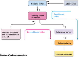 Cerebral cortex Other inputs
Salivary center
in medulla
Conditioned
reflex
Pressure receptors
and chemoreceptors
in mouth
Unconditioned reflex Autonomic nerves
Salivary glands
Salivary secretions
Control of salivary secretion.
 