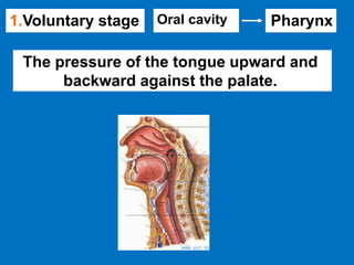 1.Voluntary stage Oral cavity Pharynx
The pressure of the tongue upward and
backward against the palate.
 