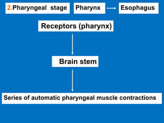 2.Pharyngeal stage Pharynx Esophagus
Receptors (pharynx)
Brain stem
Series of automatic pharyngeal muscle contractions
 