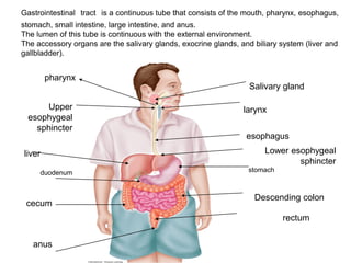 Gastrointestinal tract is a continuous tube that consists of the mouth, pharynx, esophagus,
stomach, small intestine, large intestine, and anus.
The lumen of this tube is continuous with the external environment.
The accessory organs are the salivary glands, exocrine glands, and biliary system (liver and
gallbladder).
pharynx
Upper
esophygeal
sphincter
Lower esophygeal
sphincter
stomach
Descending colon
duodenum
cecum
anus
rectum
liver
Salivary gland
larynx
esophagus
 