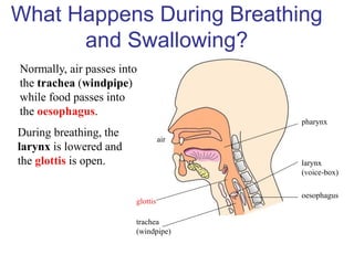 trachea
(windpipe)
glottis
During breathing, the
larynx is lowered and
the glottis is open.
pharynx
oesophagus
larynx
(voice-box)
air
What Happens During Breathing
and Swallowing?
Normally, air passes into
the trachea (windpipe)
while food passes into
the oesophagus.
 